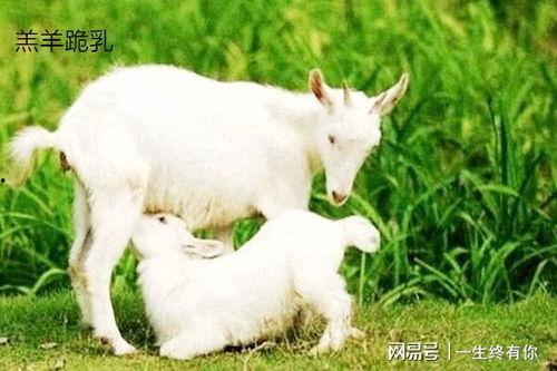 娱乐吃瓜酱外婆养大的小羊,娱乐吃瓜酱与小羊的温馨成长故事