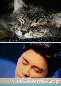 娱乐圈吃瓜猫是谁,揭秘娱乐圈幕后真相的神秘人物